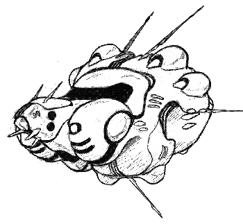 Zentraedi Troop Carrier - Front