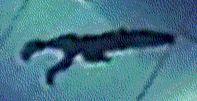 Rifle on ground